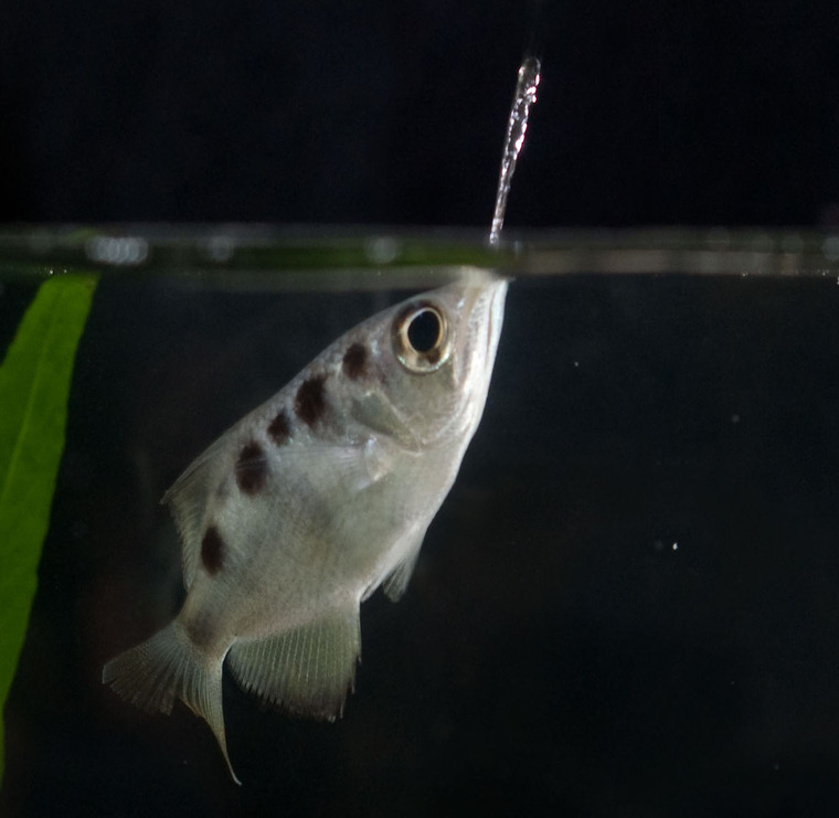 Banded archer fish and remarkable hunting ability
