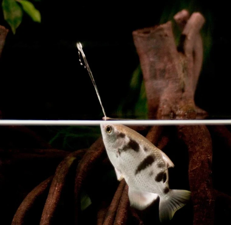 Banded archer fish and remarkable hunting ability
